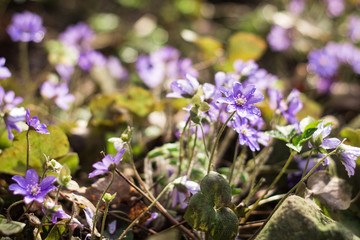 Hundreds of tiny violet flowers on a meadow in the woods away from the city, early morning golden hour with drops of water on petals, trendy color, rare early spring plants in wild nature, golden hour