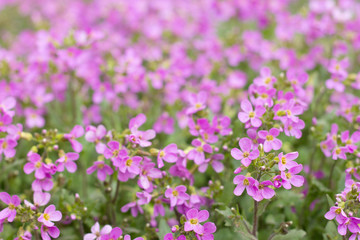 A meadow with hundreds of tiny purple pink flowers, beautiful flower bed in the garden, front yard or backyard, park, close-up blooming plants outdoors on a spring or summer day