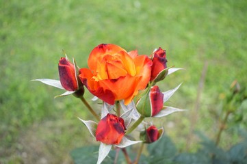 Fototapete bei efototapeten.de bestellen   