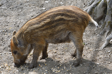 little wild boar  eating from the grass