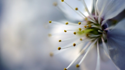 cherry in blossom macro close up.