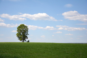 Fototapeta na wymiar lonely tree on a green field under white clouds