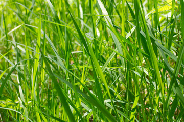 background of the green juicy grass