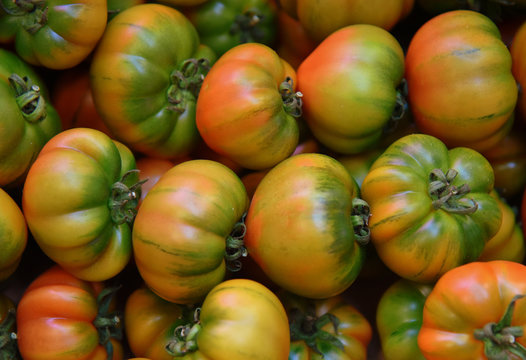 Gelbrote Tomaten "Berkeley"