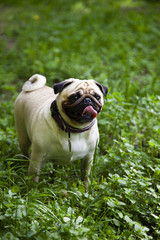 Obraz premium Pug for a walk on a summer day.