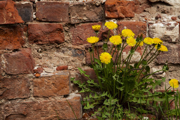 Dandelions on the background of  brick wall.