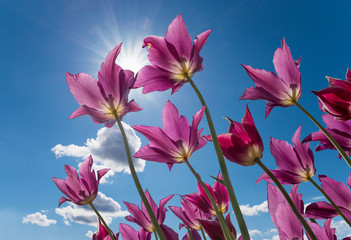 lila Tulpen vor blauem Himmel mit Sonne, Froschperspektive © SusaZoom