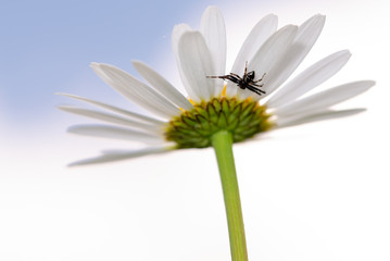 Obraz premium Black crab Spider on Daisy flower