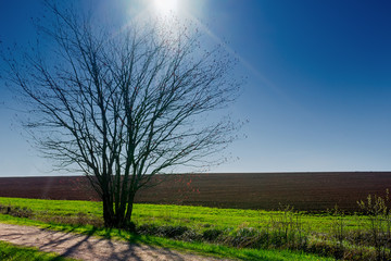Sunlight on a farm field in the early spring along the Confederation Trail in rural Prince Edward...