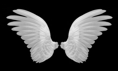 Obraz na płótnie Canvas white wings on black background