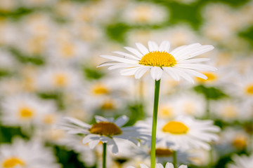 Single, one Daisy, Chamomille in garden