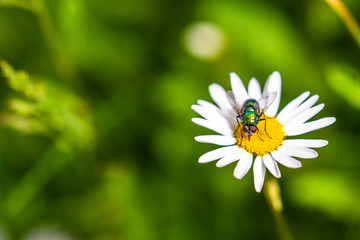 Fototapeta premium Bottle fly on daisy, macro