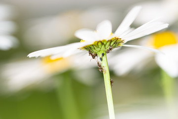 Ants feeding on honeydew from aphids on a daisy
