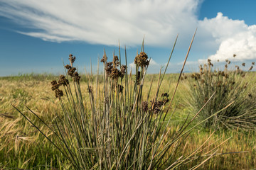Close-up of rushes with flowers. Field, clouds and blue sky