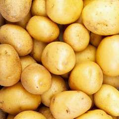 Background of fresh potatoes. Top view. Square.