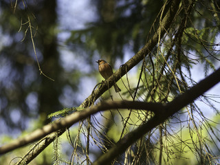 Forest lark