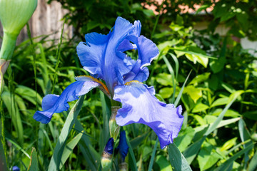 Macro Closeup of blue Bearded iris, Iris Barbata