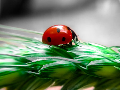 Ladybug walking on a Spike of Barley