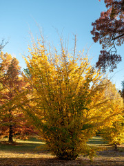 Autumn Maple Beautiful Landscape