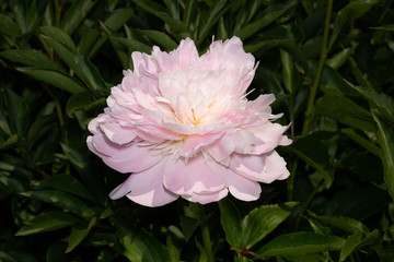Vivid rose color Peony, Paeonia in the garden