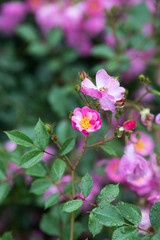 雨の後のピンク色のばら「ラベンダードリーム」の花のアップ