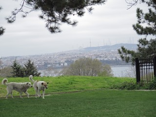 Duo in the park