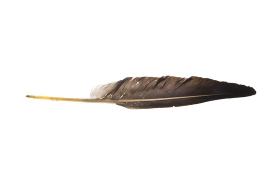goose feather isolated on white background
