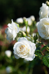 雨の後の白いばら「ファビュラス」の花のアップ