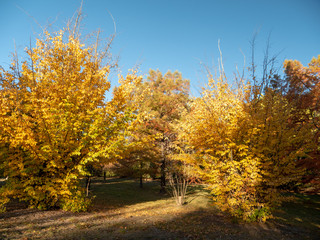 Autumn Maple Beautiful Landscape