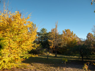 Autumn Maple Beautiful Landscape
