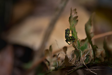 Rare and endangered harlequin toad hangs on