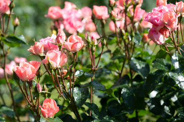  雨の後のピンク色のばら「ジャルダンドゥフランス」のアップ