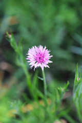 ピンク色のヤグルマギクの花のアップ