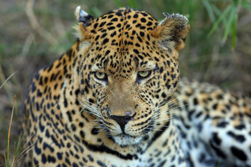 The leopard (Panthera pardus), portrait. An older male with scars after a fight.