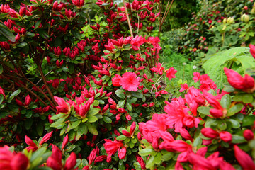 Beautiful Azalea (Rhododendron) in blossom