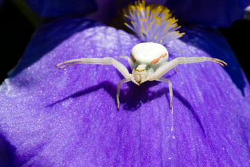 Macro Closeup of a white crab spider preying on insects on blue Bearded iris, Iris Barbata