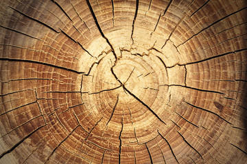 background of a wooden stump