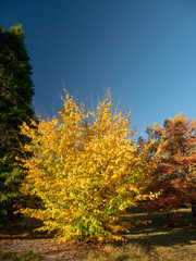 Autumn Maple Beautiful Landscape