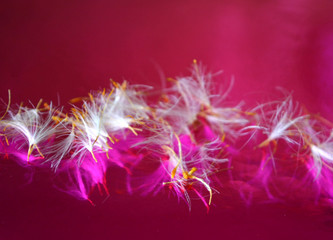 Сreative abstract composition. Seeds of white dandelion on claret (crimson)...