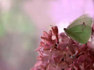beautiful soft pastel composition: butterfly on lilac flowers. wild nature.