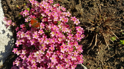 Peacock butterfly in a garden