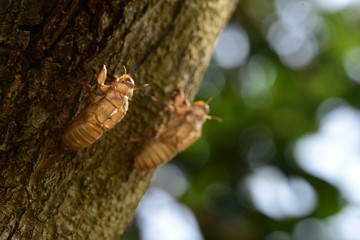 Beautiful nature scene macro cicada molting. Showing of eyes and wing detail.Cicada in the wildlife nature habitat