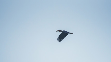 Obraz premium Wreathed Hornbill, Rhyticeros undulatus, hornbill flying on blue sky