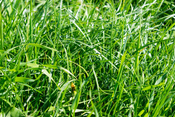 Fresh green gras in summer.