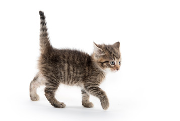 Cute tabby kitten on white background