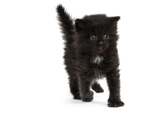 Cute four-week-old kitten on white