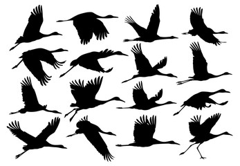 Silhouettes of cranes.