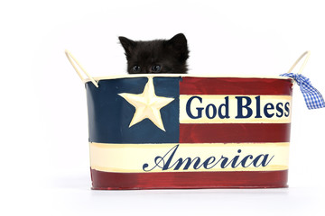 Black kitten in 4th of July container