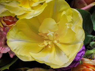 Obraz na płótnie Canvas Yellow flower close up