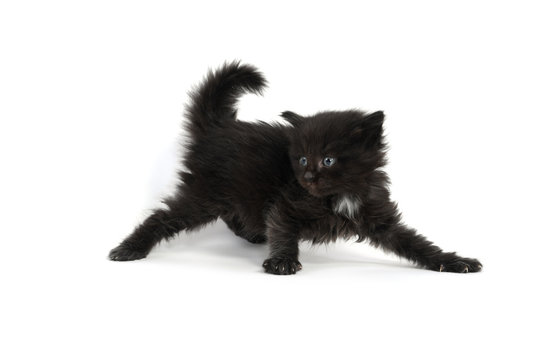 Cute four-week-old kitten on white